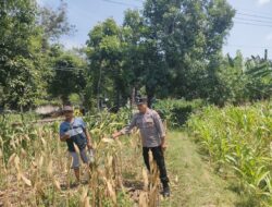 Polri Dukung Astacita, Polsek Rengel Polres Tuban Turun Cek Tanaman Jagung Warga di Desa Punggulrejo
