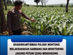 Polsek Montong Polres Tuban Turun Cek Tanaman jagung Warga di Desa Bringin