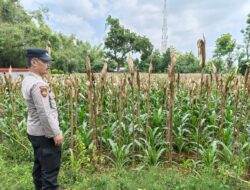 Monitoring Lahan Jagung Warga, Bhabinkamtibmas Polsek Tuban Dukung Swasembada Pangan