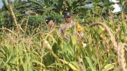 Pastikan Keamanan Dari Aksi Pencurian Jagung, Polsek Widang Patroli Lahan Pertanian