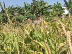 Pastikan Keamanan Dari Aksi Pencurian Jagung, Polsek Widang Patroli Lahan Pertanian