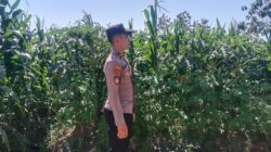 Polsek Singgahan Polres Tuban Turun Cek Tanaman jagung Warga di Desa Mulyorejo