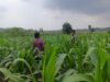 Polri Dukung Astacita, Polsek Grabagan Polres Tuban Turun Cek Tanaman jagung milik Warga di Desa Grabagan