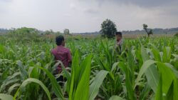 Polri Dukung Astacita, Polsek Grabagan Polres Tuban Turun Cek Tanaman jagung milik Warga di Desa Grabagan