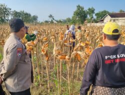 Anggota Polsek Bancar Polres Tuban Melaksanakan Panen Jagung Bersama Warga Desa Ngampelrejo