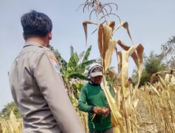 Polri Dukung Program Astacita, Bhabinkamtibmas Desa Ngawun Polsek Parengan Polres Tuban sambang petani jagung di Desa Ngawun Kec. Parengan