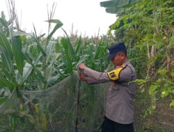 Polres Tuban Dukung Program Astacita, Kanit Binmas Polsek Kenduruan Turun Langsung Cek Lahan Jagung Warga