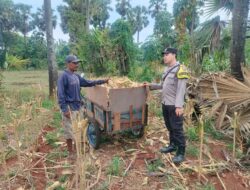 Polri Dukung Astacita, Polsek Palang Polres Tuban Turun Cek Tanaman jagung milik Warga di Desa Tegalbang