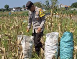 Bhabinkamtibmas Polsek Widang Bantu Panen Jagung di Desa Binaannya