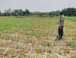 Dukung Astacita, Polsek Jatirogo Polres Tuban Pantau Langsung Lahan Jagung Warga Desa Paseyan