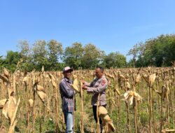 Anggota Polsek Bancar Polres Tuban Monitoring Tanaman Jagung Siap Panen