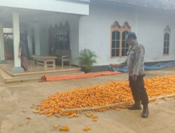 Polri Dukung Astacita, Polsek Semanding Polres Tuban Turun Cek Tanaman jagung milik Warga di Desa Tegalagung