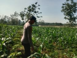 Polsek Singgahan Polres Tuban Turun Cek Tanaman jagung Warga di Desa Saringembat