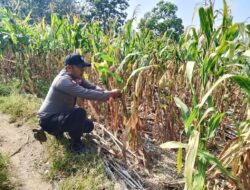 Polsek Soko Polres Tuban Polda Jawa Timur Bergerak! Dukung Penuh Swasembada Pangan Presiden Prabowo Melalui Pendampingan Petani