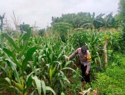 Sambangi Lahan Jagung Warga, Bhabinkamtibmas Desa Kembangbilo Dukung Program Ketahanan Pangan