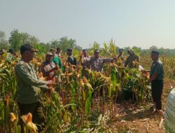Polsek Senori Polres Tuban Polda Jatim Panen Jagung Bersama Petani Binaan di Desa Medalem