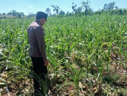 Polsek Tambakboyo Polres Tuban Turun Cek Tanaman jagung Warga di Desa Belikanget