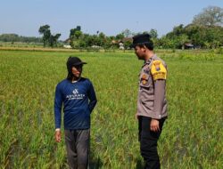 Polri Dukung Astacita, Polsek Parengan Polres Tuban Cek Lokasi Tanaman Padi milik warga di Desa Pacing Kec. Parengan Kab. Tuban.