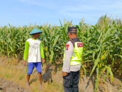 Polri Dukung Astacita, Polsek Rengel Polres Tuban Turun Cek Tanaman Jagung Warga di Desa Maibit