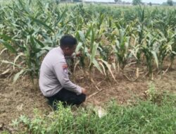 Polsek Jenu Polres Tuban Turun Cek Tanaman jagung Warga di Desa Rawasan