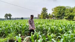 Polsek Plumpang Polres Tuban Turun Cek Tanaman jagung Warga di Desa Plandirejo