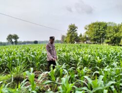 Polsek Plumpang Polres Tuban Turun Cek Tanaman jagung Warga di Desa Plandirejo