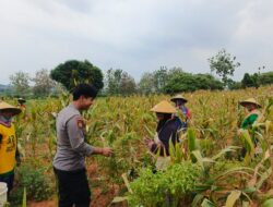 Sinergi Polri dan Petani, Bripda Shandy Turun Ke Sawah Sukseskan Panen Jagung di Desa Siding