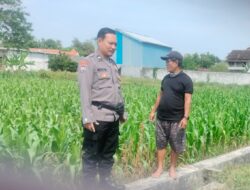 Polri Dukung Astacita, Polsek Palang Polres Tuban Turun Cek Tanaman jagung milik Warga di Desa Cepokorejo