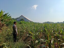 Polri Dukung Astacita, Polsek Semanding Polres Tuban Turun Cek Tanaman jagung milik Warga di Desa Semanding