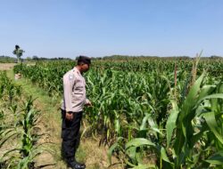 Perkuat Ketahanan Pangan, Personel Polsek Bangilan Monitoring Lahan Jagung di Wilayah Binaan