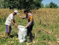 Anggota Bhabinkamtibmas Polsek Senori Polres Tuban Turun ke Ladang, Bantu Warga Desa Sidoharjo Panen Jagung
