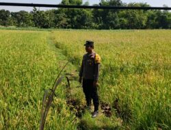Polri Dukung Astacita, Polsek Parengan Polres Tuban melalui Bhabinkamtibmas Cek Lokasi Tanaman Padi milik warga di Desa Kemlaten Kec. Parengan Kab. Tuban.