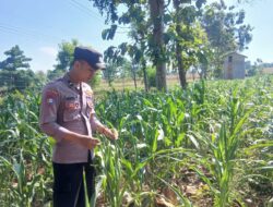 Polsek Tambakboyo Polres Tuban Turun Cek Tanaman jagung Warga di Desa Plajan