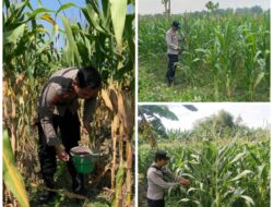 Polsek Soko polres Tuban Polda Jawa Timur Bergerak! Dukung Penuh Swasembada Pangan Presiden Prabowo Melalui Pendampingan Petani