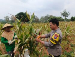 ​Dukung Ketahanan Pangan Nasional, Bhabinkamtibmas Polsek Bancar Kawal Panen Jagung di Desa Karangrejo