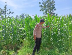 Polsek Singgahan Polres Tuban Turun Cek Tanaman jagung Warga di Desa Mulyoagung