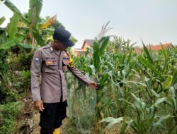 Komitmen Polri Dukung Ketahanan Pangan, Polisi Polsek Kenduruan Polres Tuban Turun ke Lahan Jagung Petani