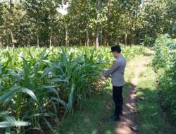 Polsek Montong Polres Tuban Turun Cek Tanaman jagung Warga di Desa Bringin