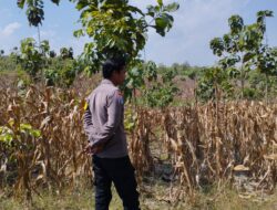 Polri Dukung Astacita, Bhabinkamtibmas Desa Ngawun Polsek Parengan Polres Tuban Cek Lokasi Tanaman Jagung milik warga Di Desa Ngawun Kec. Parengan