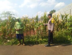 Bhabinkamtibmas Desa Kembangbilo Pererat Kemitraan dengan Petani Melalui Monitoring Lahan Jagung