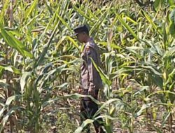 Polsek Widang Polres Tuban Pengecekan Tanaman jagung milik Warga di Desa Sumberjo