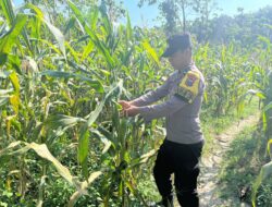 POLSEK BANGILAN DUKUNG KETAHANAN PANGAN, PERSONEL POLRI MONITORING TANAMAN JAGUNG DI WILAYAH BANGILAN