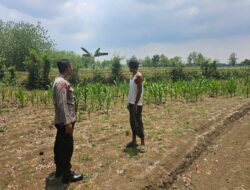 Polsek Jatirogo Cek Lahan Produktif di Desa Jombok, Dukung Ketahanan Pangan Nasional