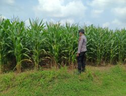 Polsek Tambakboyo Polres Tuban Turun Cek Tanaman jagung Warga di Desa Pulogede