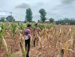 Polri Dukung Astacita, Polsek Palang Polres Tuban Turun Cek Tanaman jagung milik Warga di Desa Dawung