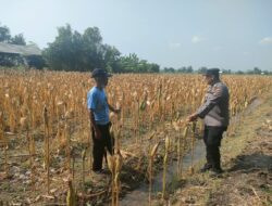 Polri Dukung Astacita, Polsek Rengel Polres Tuban Turun Cek Tanaman Jagung Warga di Desa Kebonagung