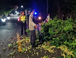 Pohon Tumbang di Senggigi, Polsek Batulayar Gerak Cepat Bersihkan Jalan