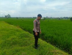 Polri Dukung Astacita, Polsek Merakurak Polres Tuban Turun Cek Tanaman Padi Warga di Desa Tobo