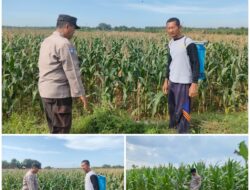 Polsek Soko polres Tuban Polda Jawa Timur Bergerak! Dukung Penuh Swasembada Pangan Presiden Prabowo Melalui Pendampingan Petani