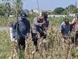 Dukung Astacita, Polsek Widang Melaksanakan Penanaman Jagung Bersama Petani